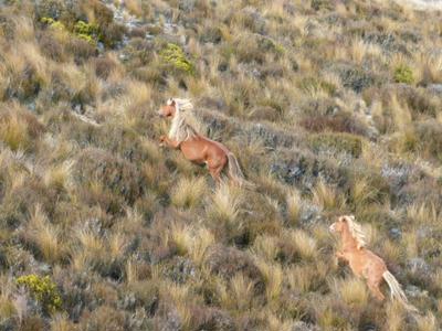Save15 Kaimanawa Horses from being aerial culled.
