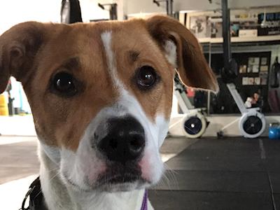 Help me raise funds for chained dog rehabilitation and rehoming NZ