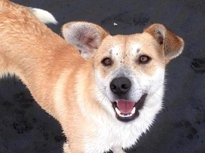 Sponsor a Dog: Charlie