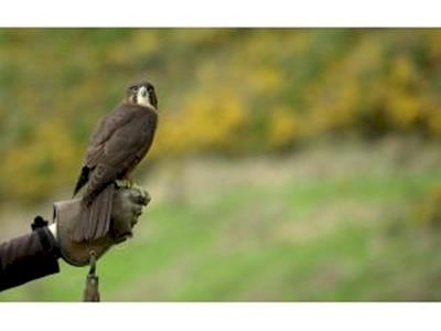 Wingspan Birds of Prey Trust