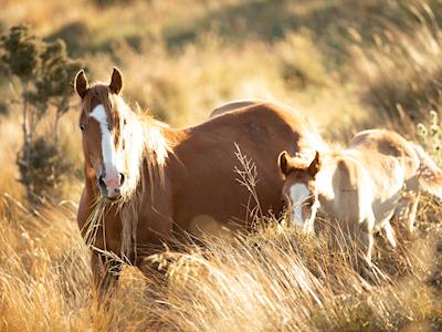 2021 MUSTER: SPONSORSHIP FOR MATURE MARES