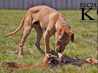 Help K9 Rescue become a registered charity and save thousands of dogs!