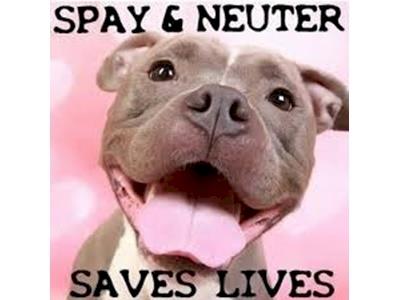 De-Sex and Educate - One Dog At a Time !