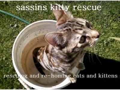 Sassins Kitty Rescue