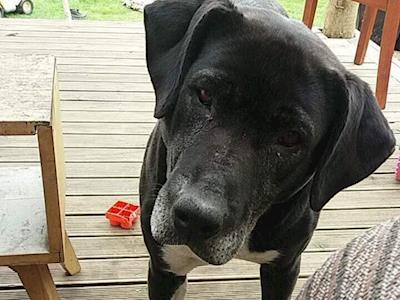 Meg needs help for vet costs