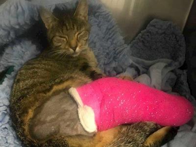 Minnie Mooch's Traumatic Injury