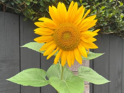 buzzing for my new cut