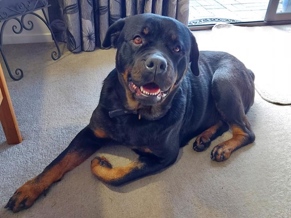 Are Rottweilers Bad For Everyone