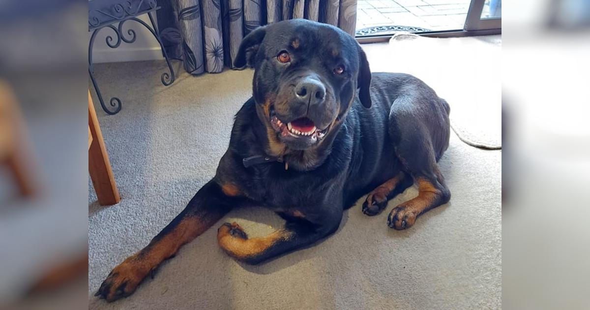 Rottweiler Nina--Bad knees but not a bad bone in her body. - Givealittle