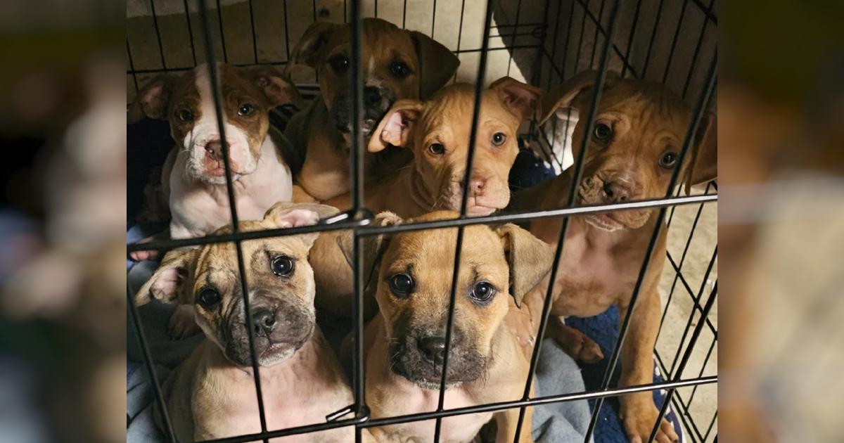 Can you help our pups? - Givealittle