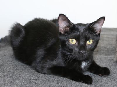 Puck's ONLY chance at Life!