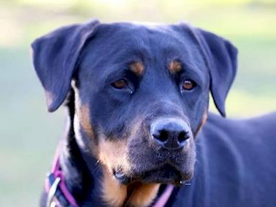 Rottweiler Rescue & Rehoming NZ