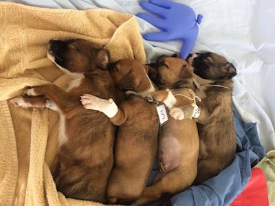 Zoetis NZ supporting South Pacific Animal Welfare (SPAW)