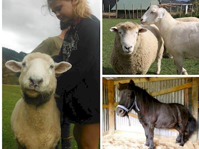 Winter veterinary care