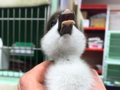 Help a bird rehab with it's DIRTY LAUNDRY!