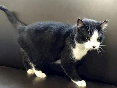 Help Skedaddle recover after being missing for 10 months