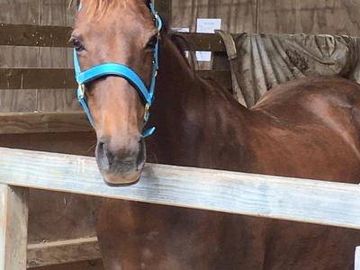 Whangarei Riding for the Disabled