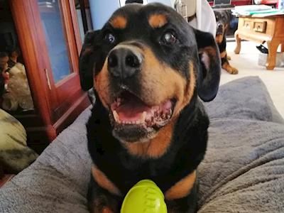 Life Chained Rottweiler Corey has Cancer