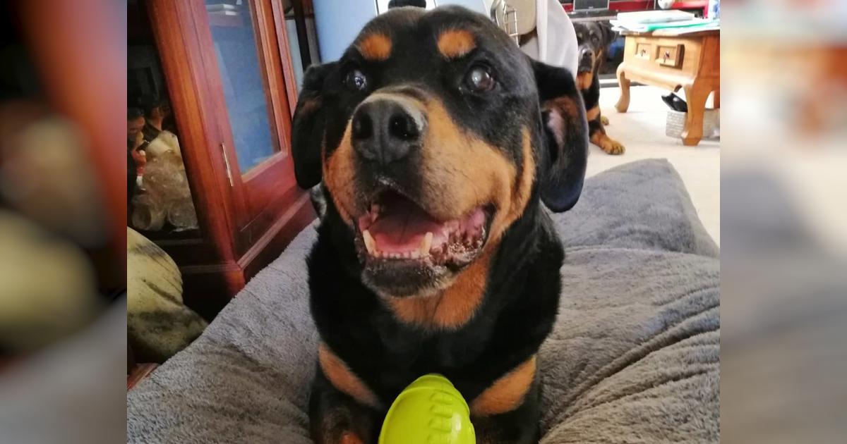 Life Chained Rottweiler Corey has Cancer - Givealittle