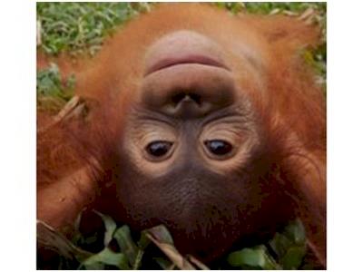 Go Bananas for Orangutans!