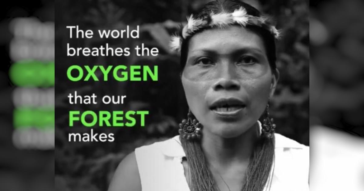 Support The Amazon forest and people Givealittle