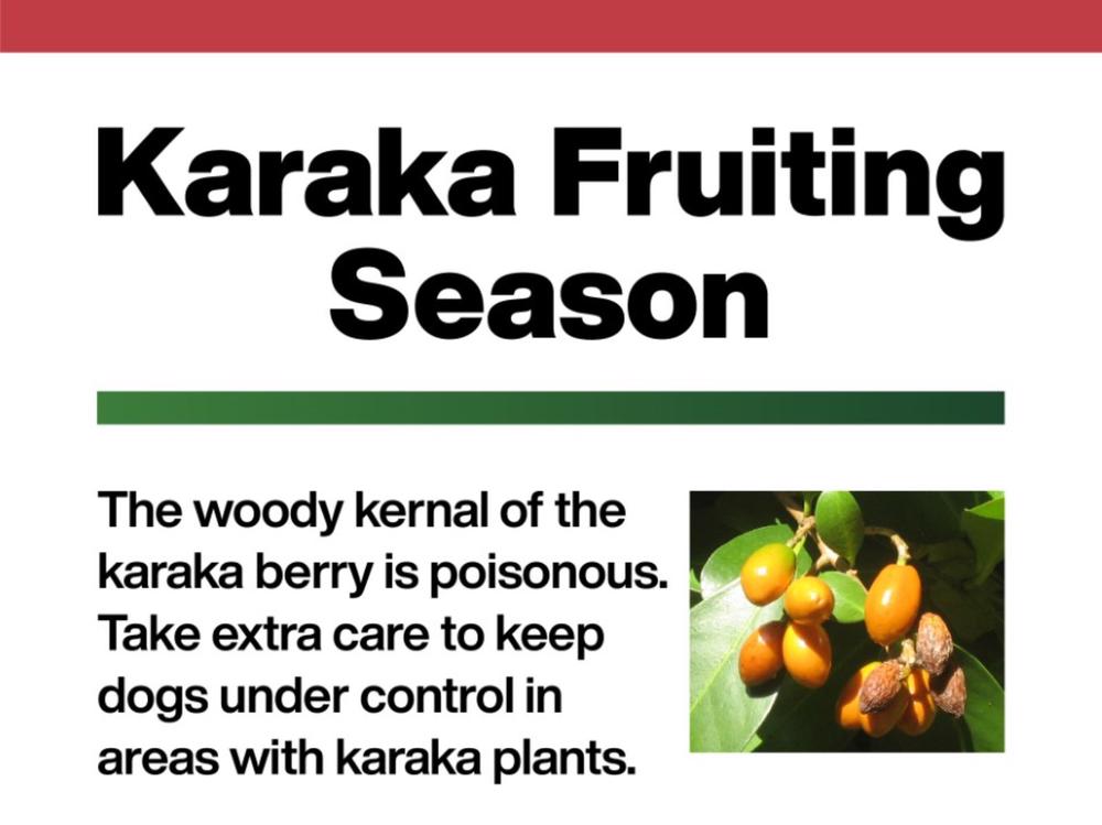 are karaka berries poisonous to dogs