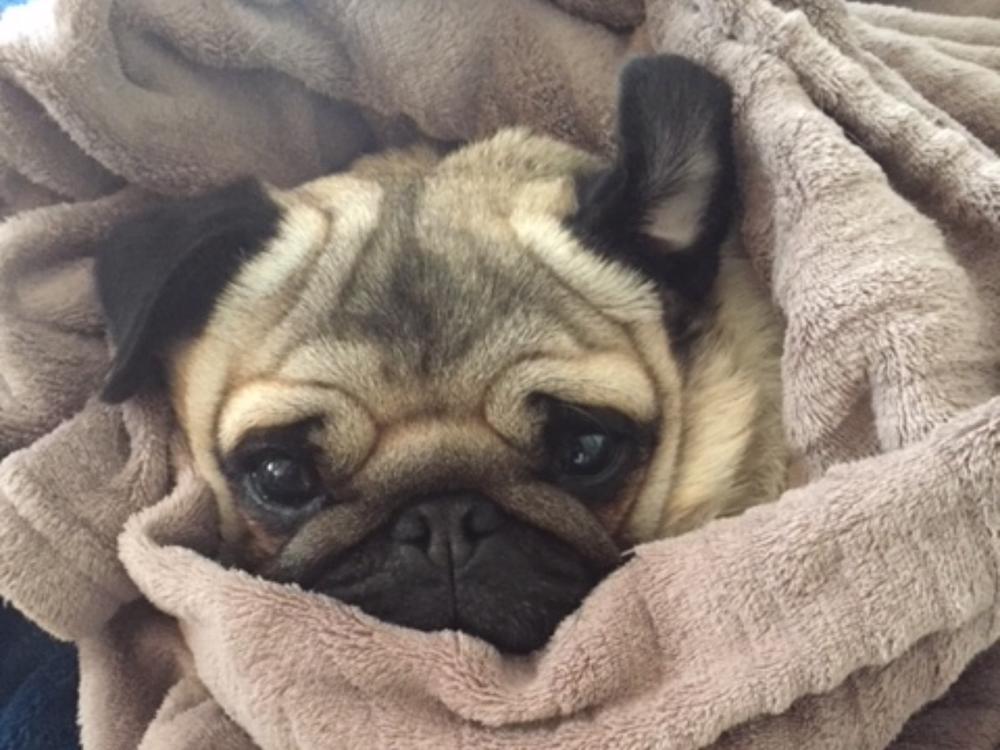 Helping the Pugs at NZ Pug Rescue HQ - Givealittle