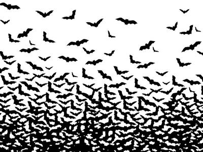 Bat's Incredible - The All Night Hike