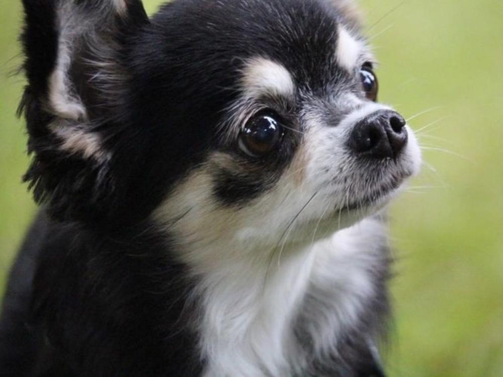 Chihuahua dog hot sale rescue