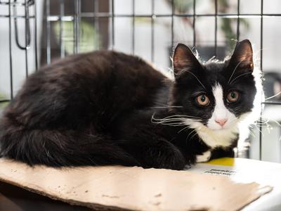 Help Pōneke Ngeru Rescue Secure a New Home