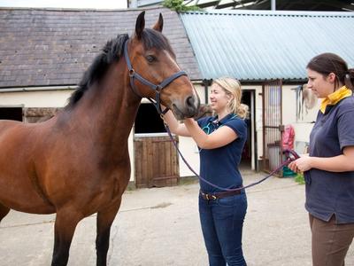 Cyclone Gabrielle: Support our veterinary teams