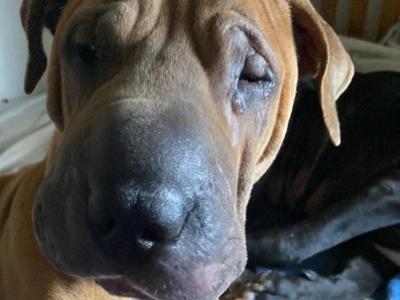 URGENT: PLEASE HELP US SAVE XYLO AND CHUBBA’S SIGHT