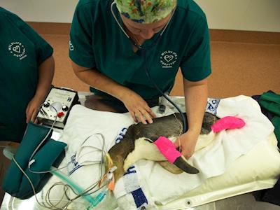 The Wildlife Waddler v The Unathletic Councillor 