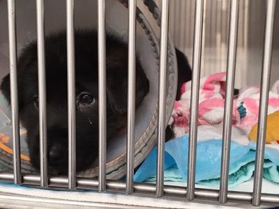 GSD pup Simba needs surgery - xrays reveal leg requires amputation