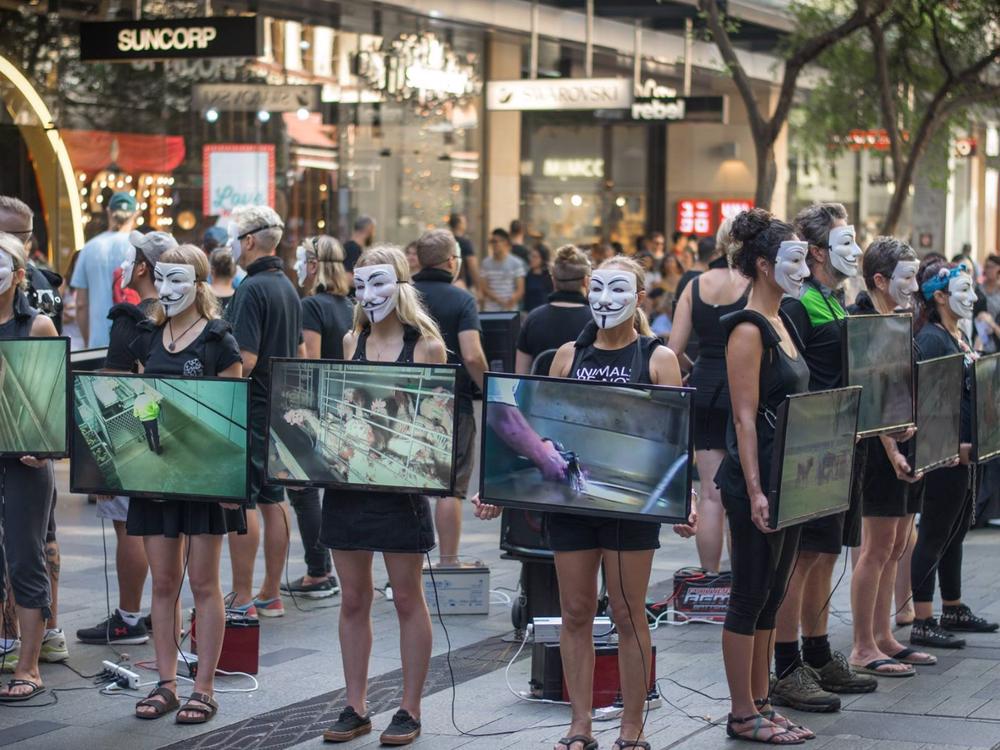 AV Tauranga helping animals! Givealittle