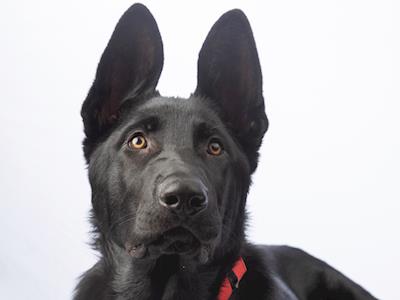Help make Levi a K9MD Star