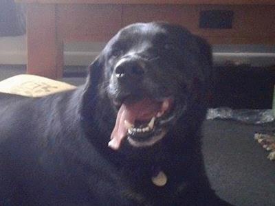 Hunter's Urgent Lump Removal & Biopsy