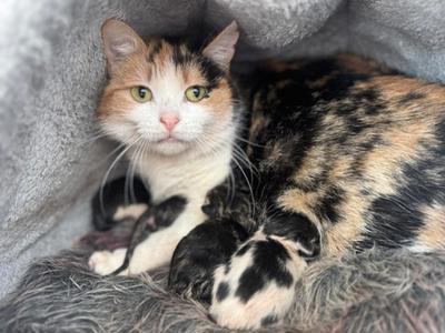 Mama Merci & kittens