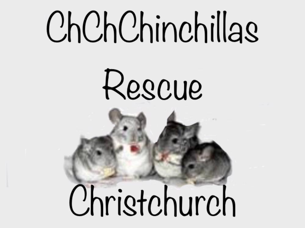 Rehoming chinchillas hot sale