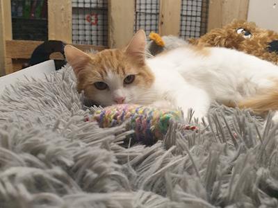 Rusty needs your help! 