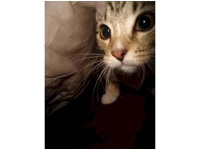 Aubrey for NZ's Next Top Cat Model!