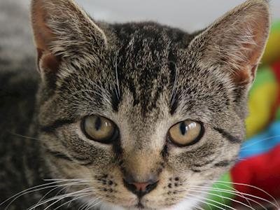 OPOTIKI SPCA eye surgery needed for Shimmer a beautiful tabby cat
