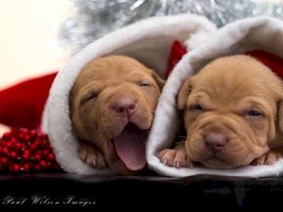 All we want for Xmas is NO VET DEBT