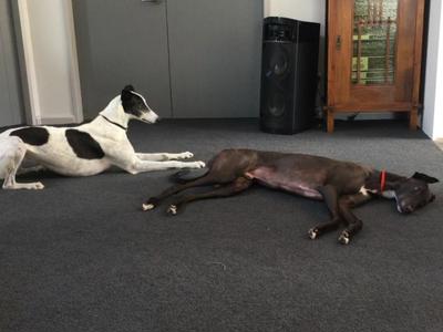Greyhound as Pets NZ
