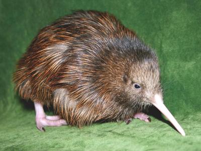 100km of walks at dusk and dawn bringing awareness to our Kiwi
