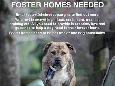 Help save a dogs life