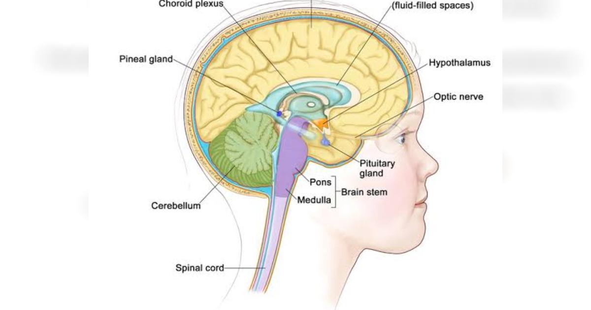 Father of large family with brain Tumour - Givealittle