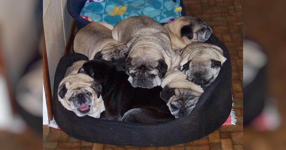 Helping Brenda at New Zealand Pug Rescue - Givealittle