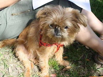 Charlie needs Surgery