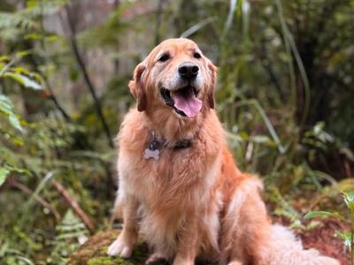 Hill Labs Supporting Paws for a Cause
